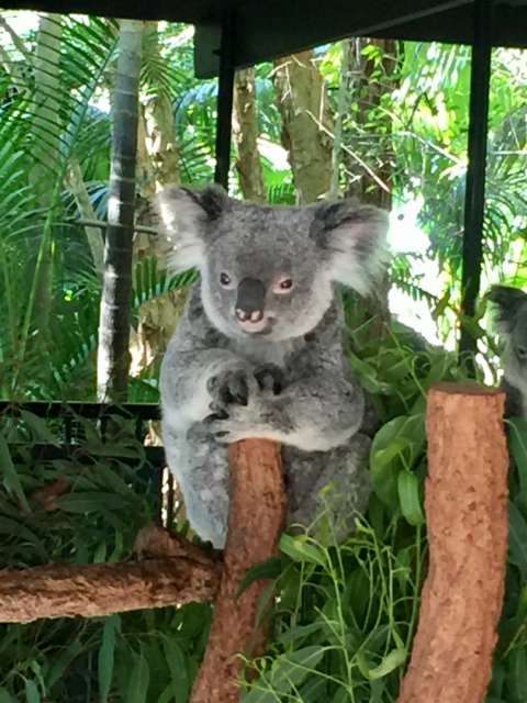 We found koalas really cute