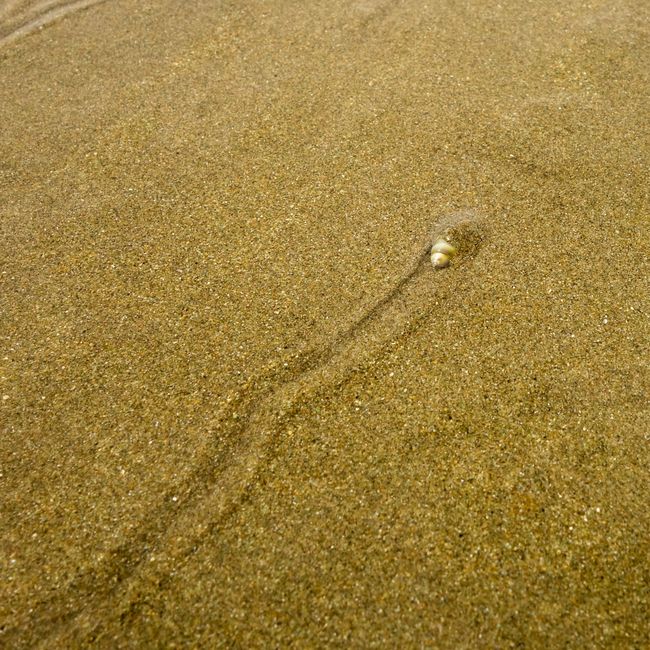 Da kam schon leichtes Wattenmeerfeelinf auf wie sich die Schnecke hier durch den Sand wühlt. 