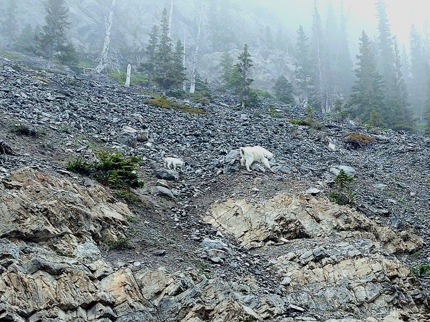 Mountain goats with baby goat