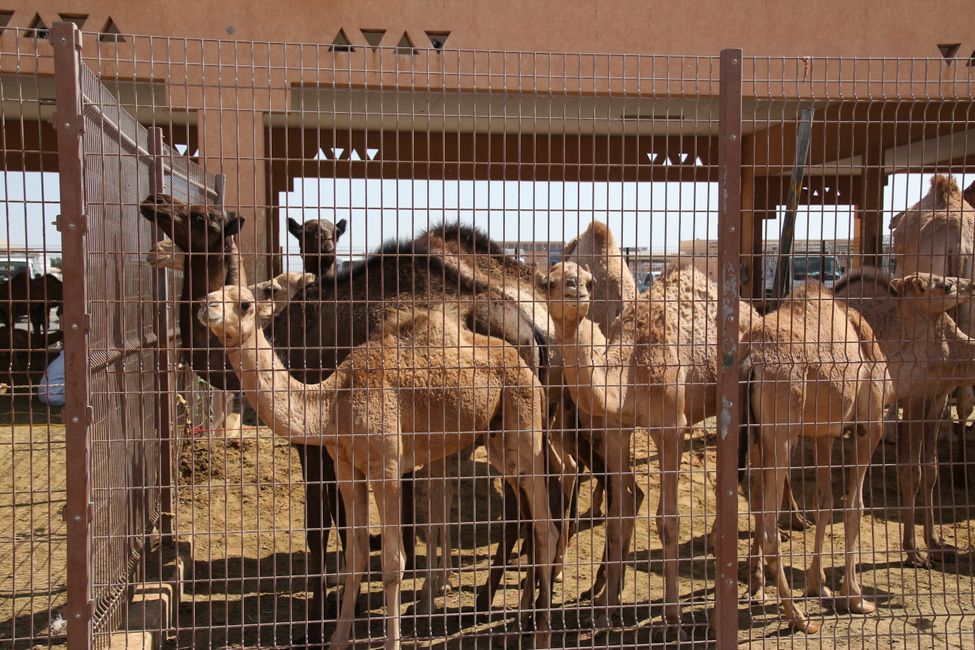 Camel market
