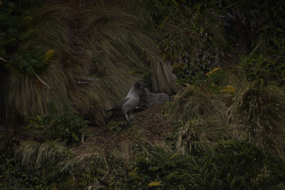 Campbell Islands - Grey-headed Albatross feeding