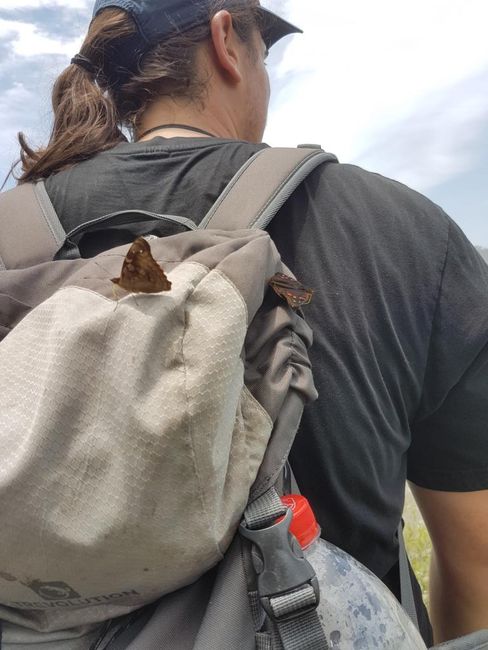 Iguazu Argentinien: Jörg der Schmetterlingsflüsterer