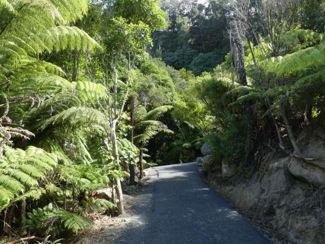 Path through the rainforest to Cathedral Cove