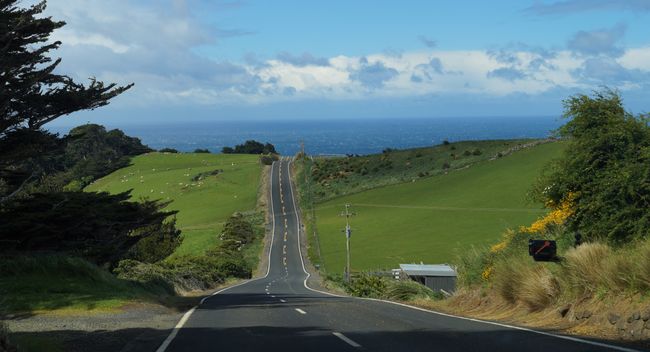 Between Scottish city flair and marine wildlife! - Dunedin