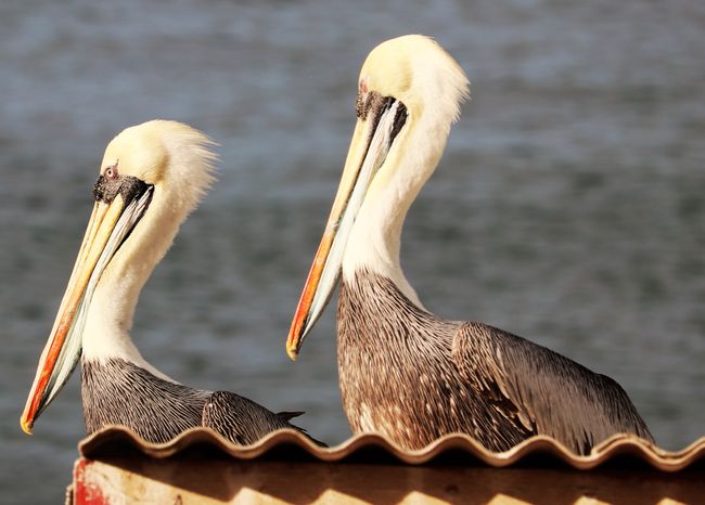 Pelicans in pairs