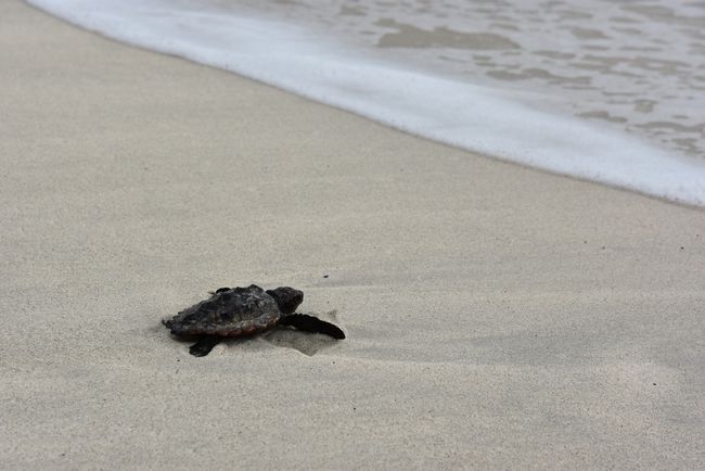 Chillen mit der Schildkröte am Strand