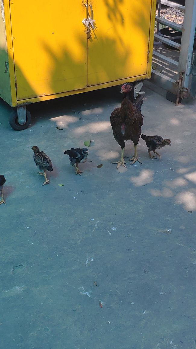 Hühner Familie 