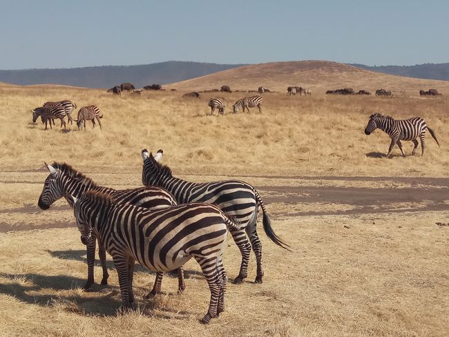 Zebra, Ngorongoro