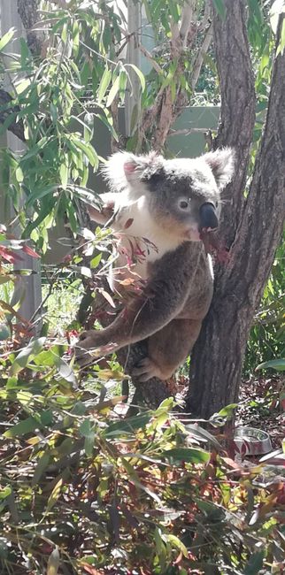 Koala im Rockhampten Zoo