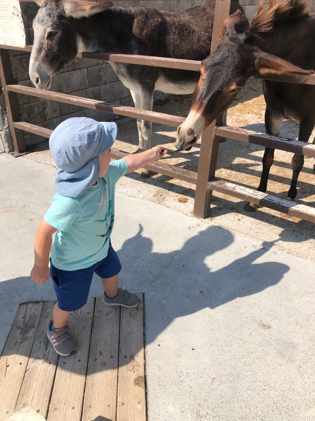 Golden Donkey Farm: sie werden immer mutiger