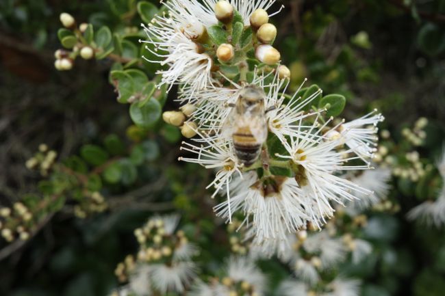 New Zealand's precious bees