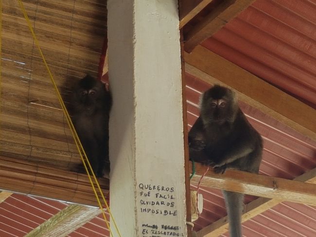 The resident monkeys...