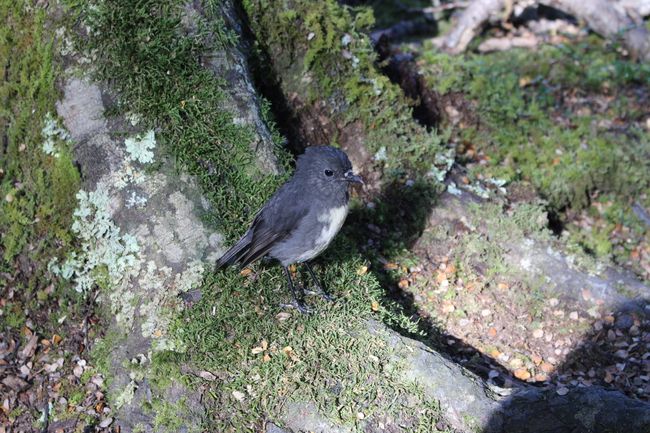 Robin, der Vogel, auf unserer Wanderung - Mavora Lakes