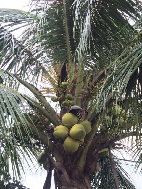 Coconut palm tree 🌴