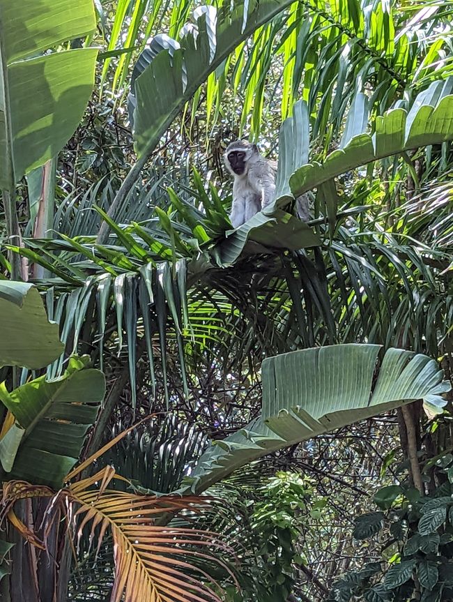 St. Lucia und iSimangaliso-Wetland-Park