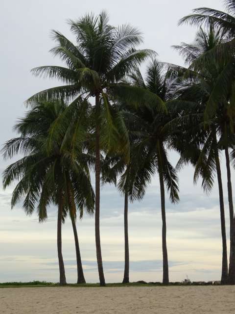 Urlaubsfeeling unter Palmen am Strand