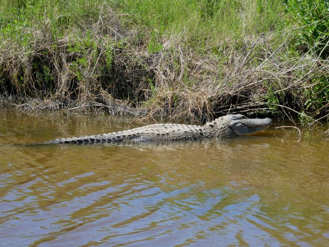 Southern states are characterized by alligators