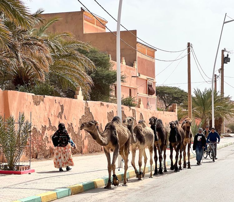 A caravan of camels in traffic.