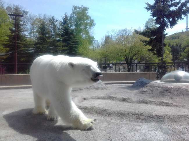 zu Besuch beim Eisbär