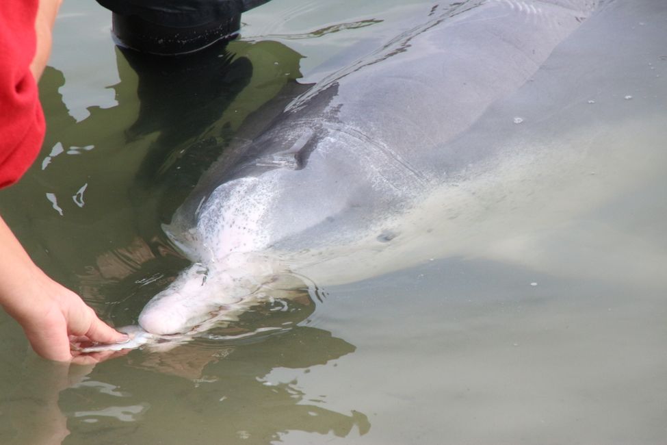 Wilde Delfine füttern