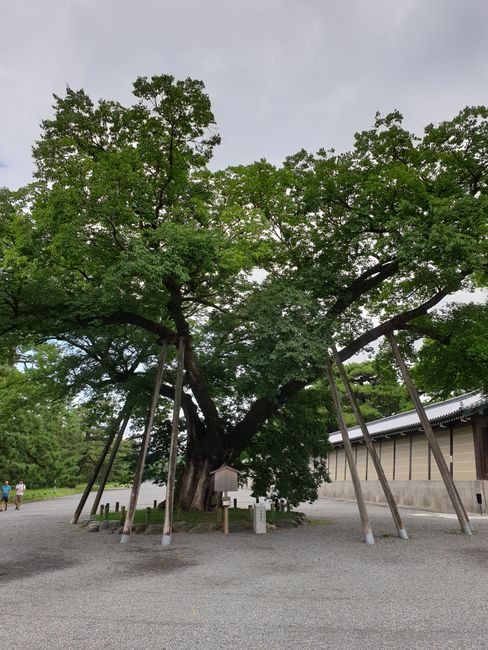 300-year-old Muku tree