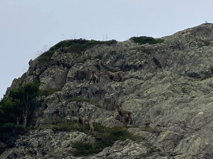 Chamois on the way to Mont Brévent