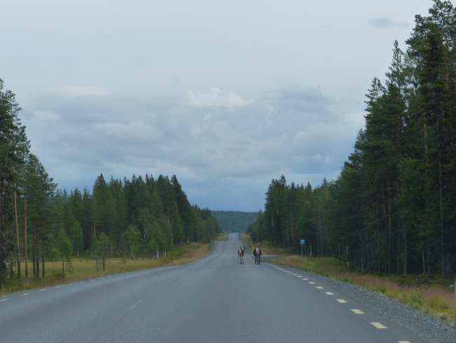 Day 28 - Many kilometers and reindeer later...