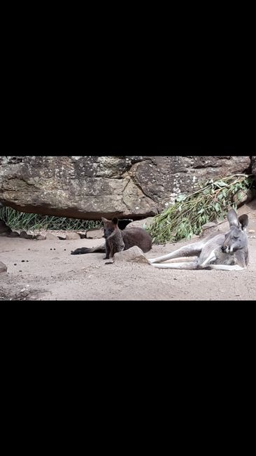 Walliby und Känguru