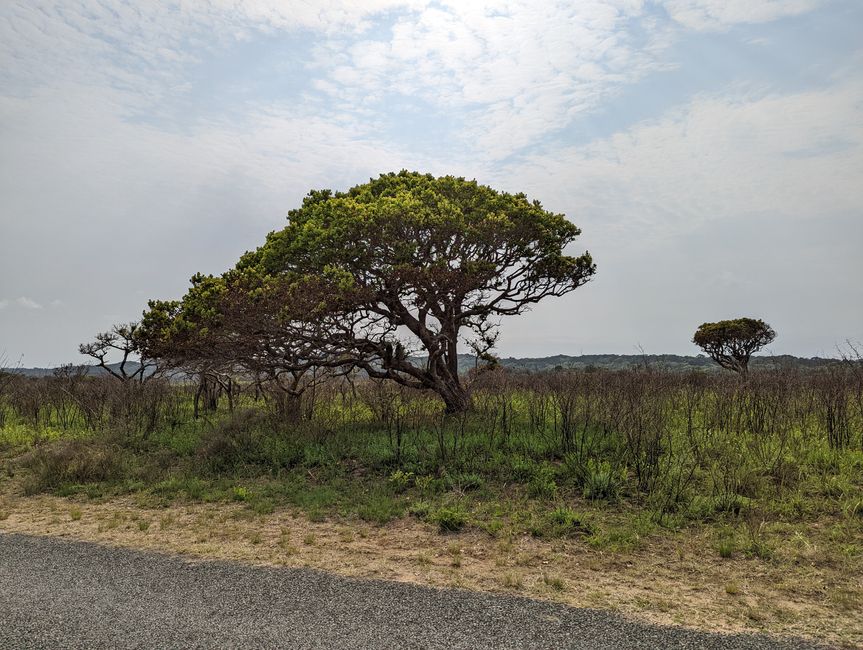 Parc marin d'iSimangaliso
