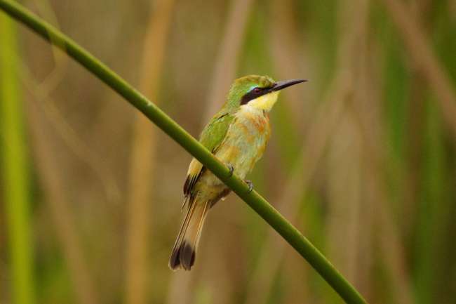 Okavango delta