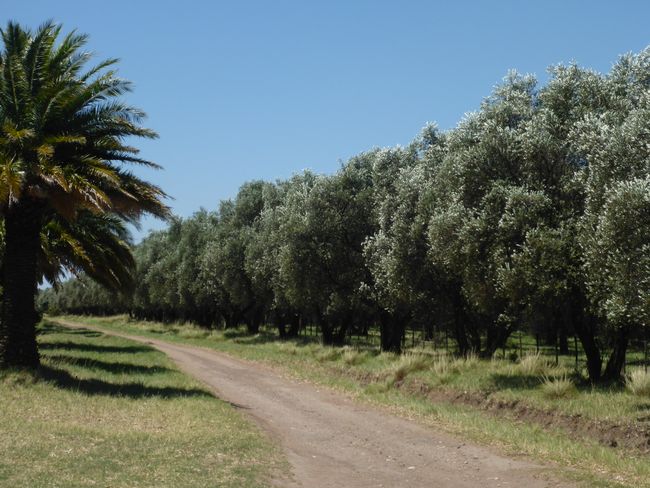 Eine Olivenfarm 
