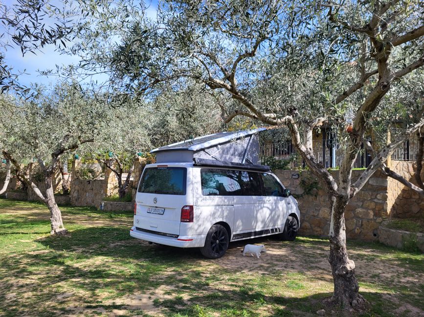 Oski among olive trees