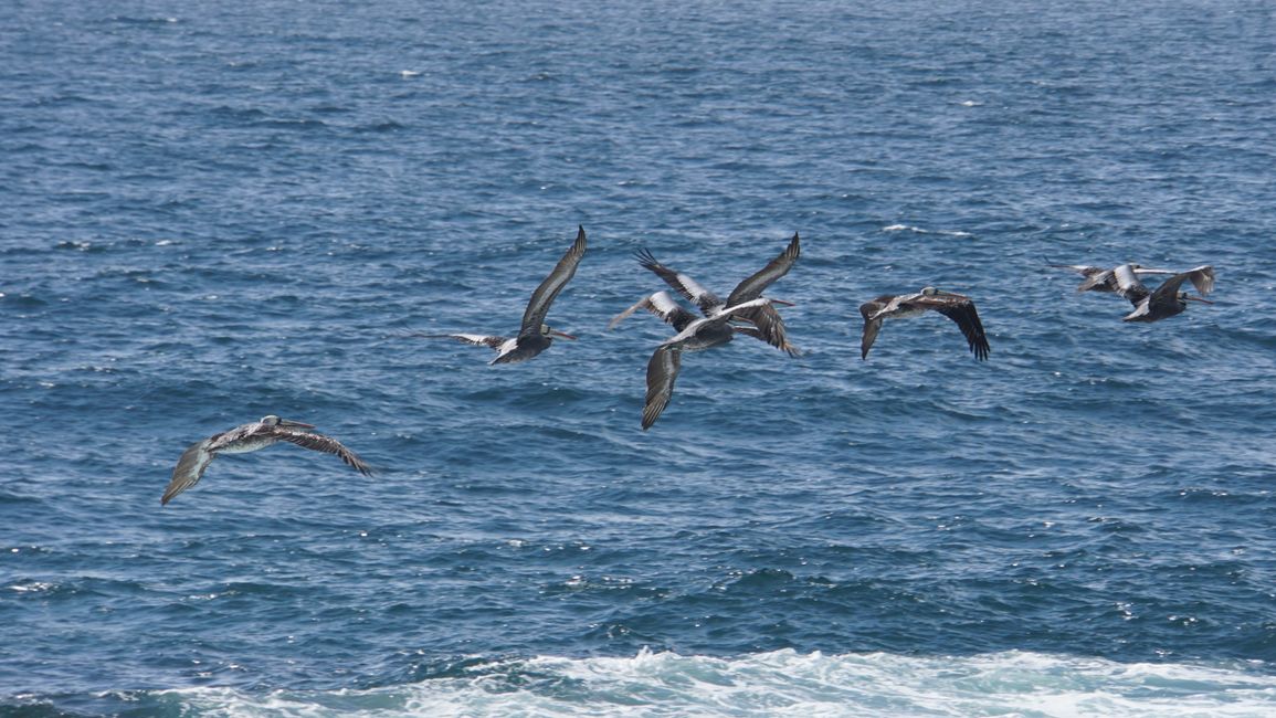 Eine Gruppe Pelikane