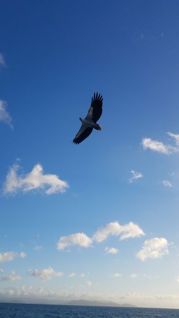Sea eagle flying alongside the boat