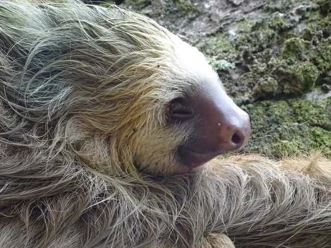In this area, there are as many sloths as Rastafarians and dogs