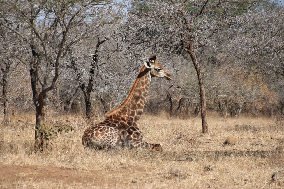 Dag 18: En have fuld af giraffer og tilbage til Johannesburg
