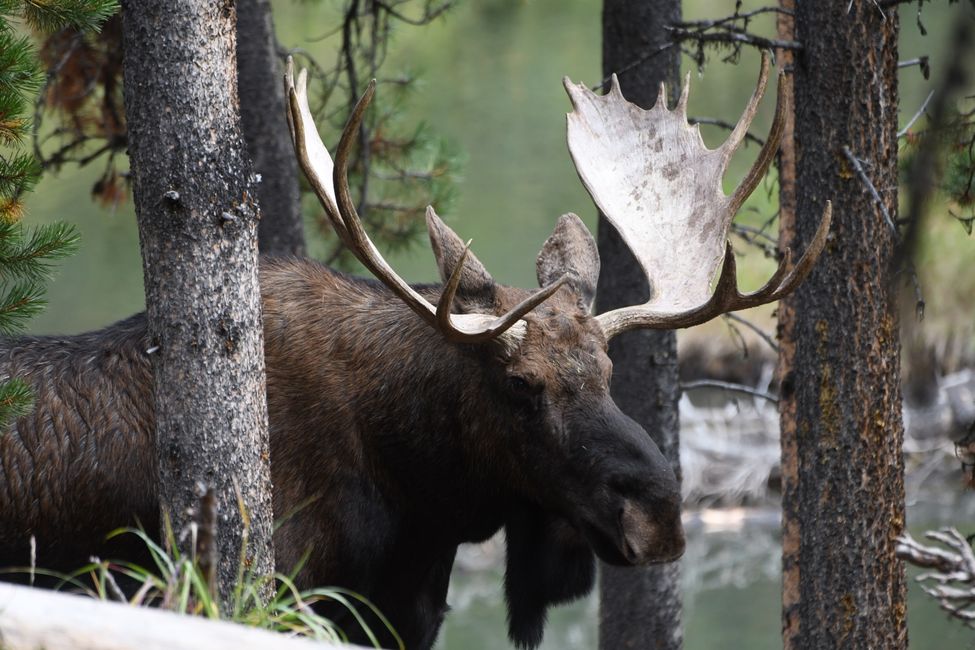 Canada - Alberta - Jasper NP - Bull Elk at Moose Lake