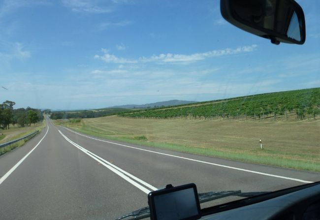 Vineyards in Hunter Valley