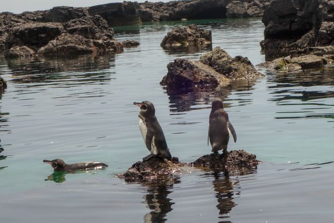 Pinguine kurz vor dem Sprung ins erfrischende Wasser. 
