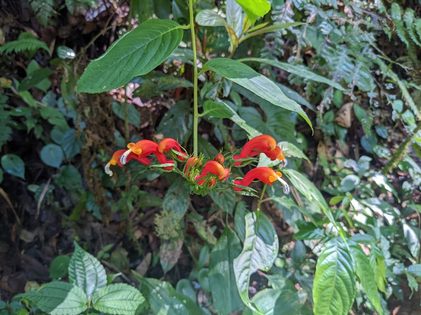 Stage 10: In the Palo Verde Cloud Forest surrounded by hummingbirds