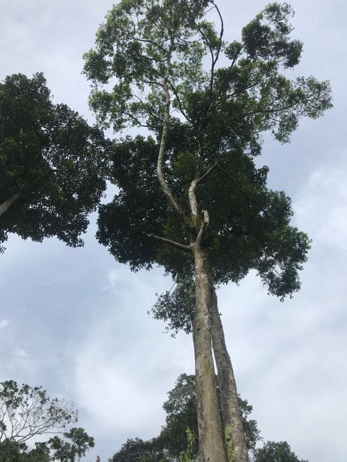 Amazonas / Regenwald / Puerto Nariño 🇨🇴