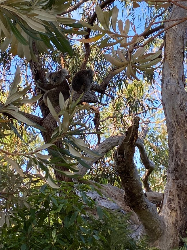 Koala Trail on Raymond Island