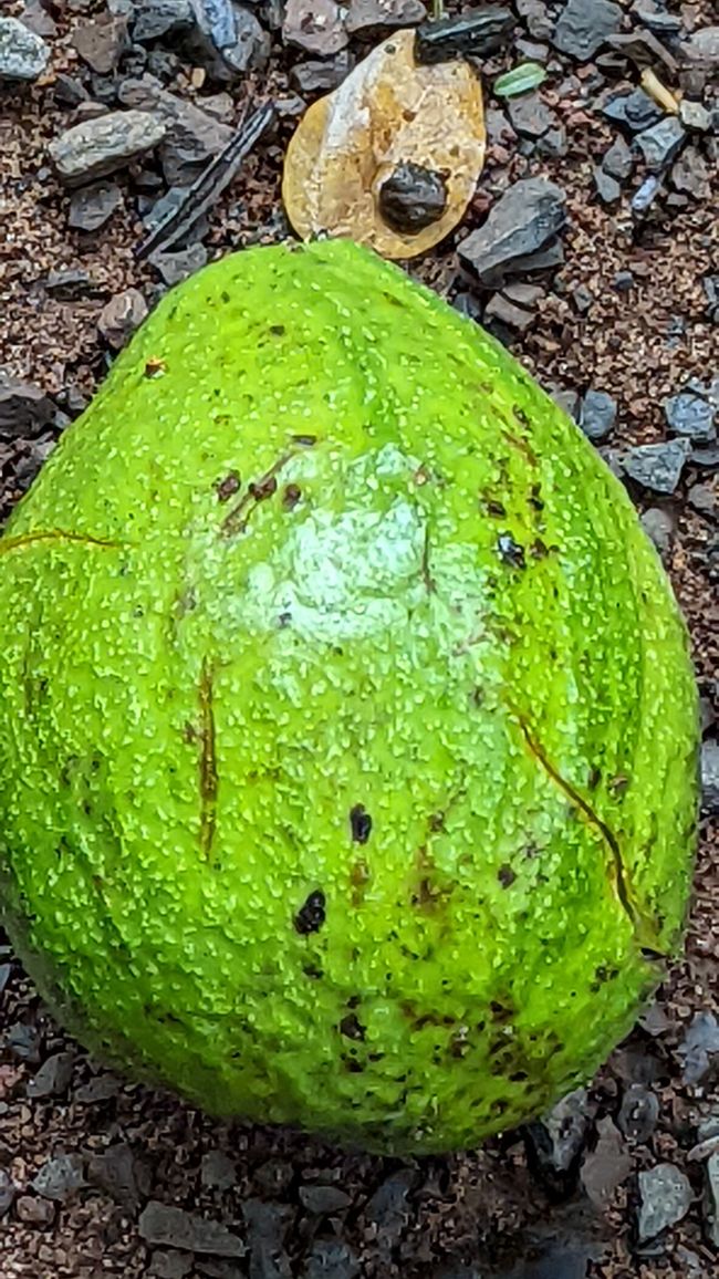 Aufenthalt im Süd Pantanal (Zusammenfassung)