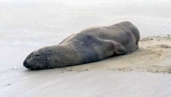 Entspannter Seal