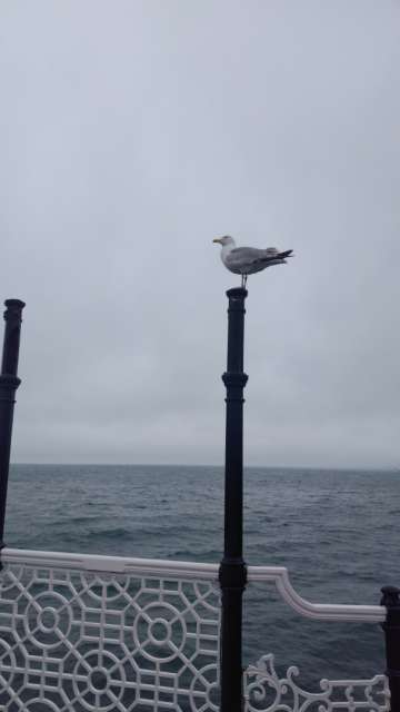 seagull on Brighton Pier