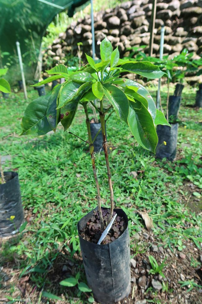 Small coffee plant