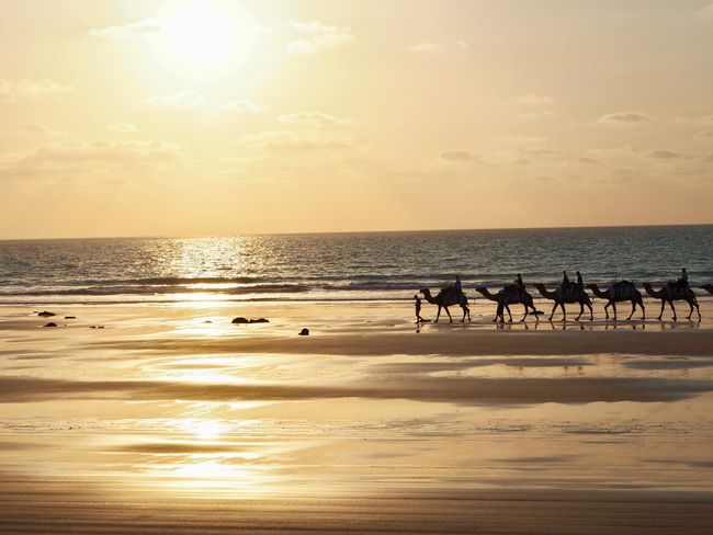 camels ... but why camels in Western Australia ... a classic photo here