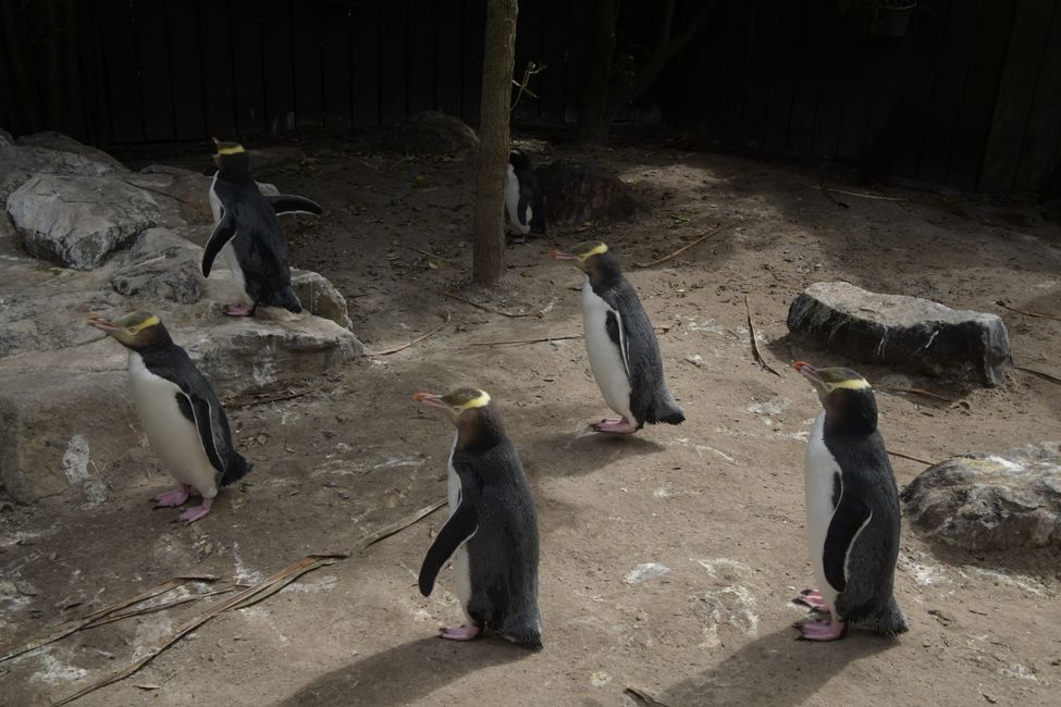 Otago Peninsula - Yellow-eyed Penguins at the rehab center