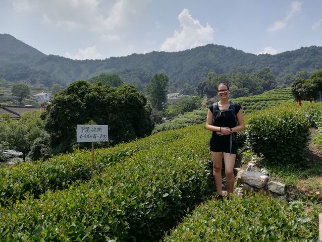 Many beautiful tea fields in the mountains near Hangzhou
