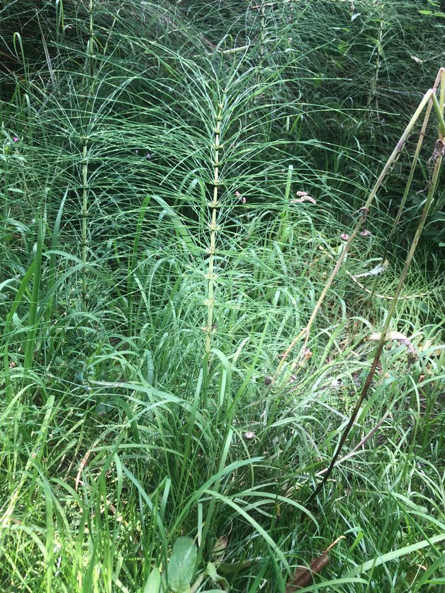Horsetails along the way